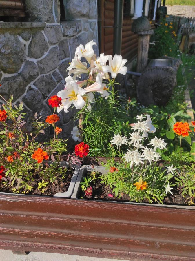 Bed and Breakfast Smucarska Koca Kotlje Exterior foto
